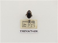 藏品(龍蝨、牙蟲)的圖片